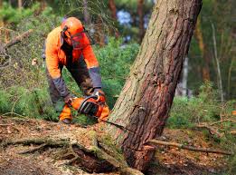 Best Tree Disease Treatment  in Beardstown, IL